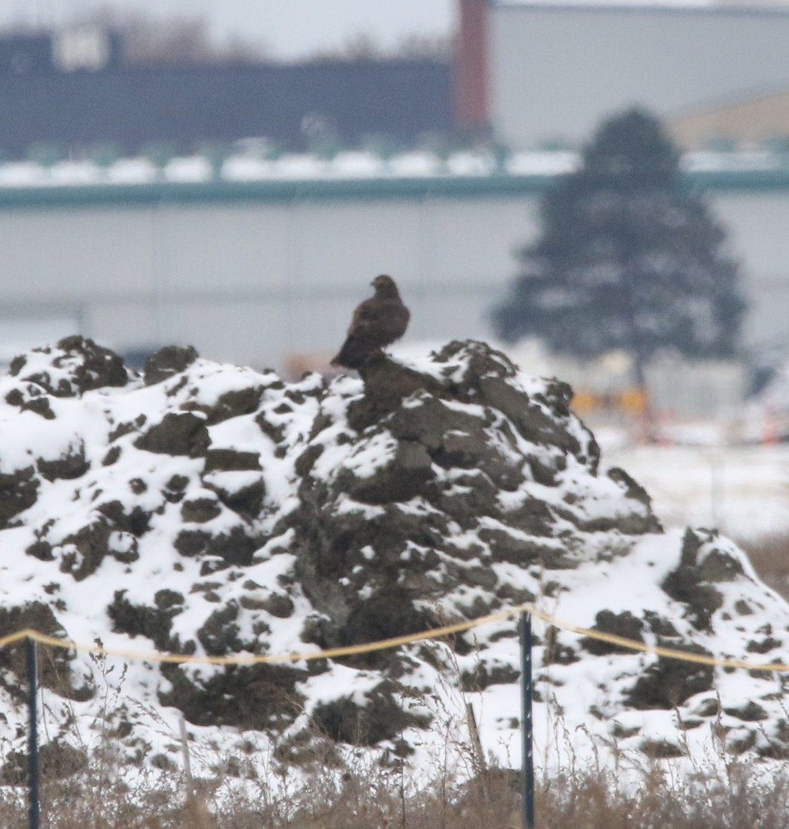 Тарлан сар - ML645360167