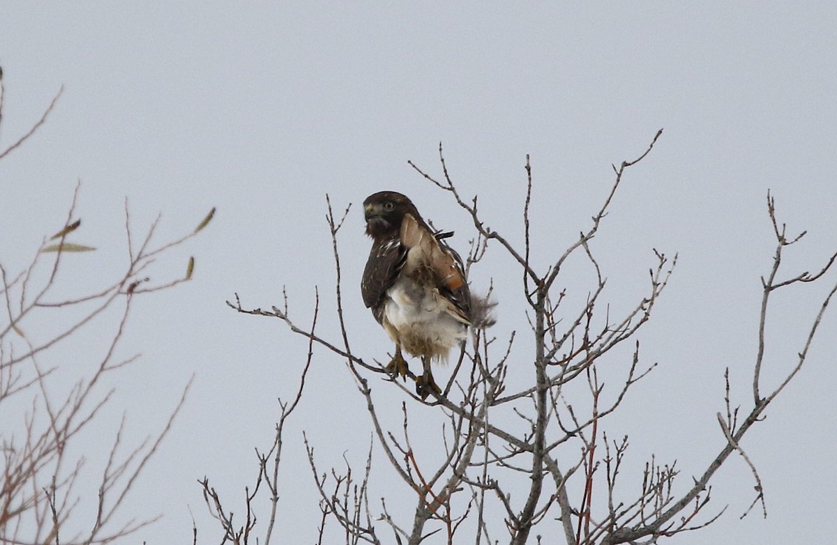 Red-tailed Hawk - ML645360168