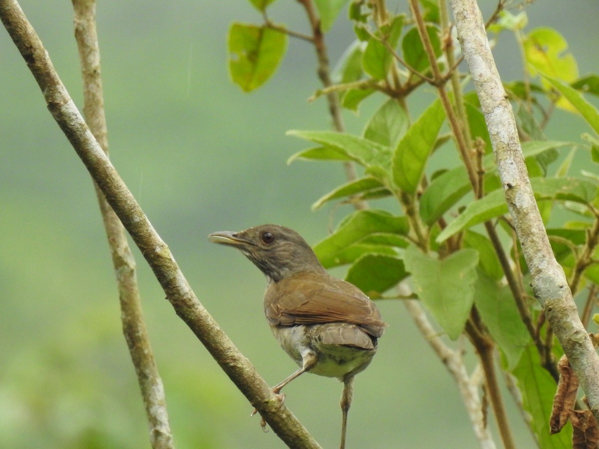 Pale-breasted Thrush - ML645360169