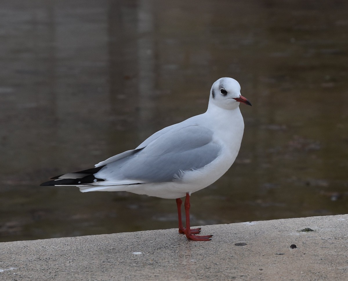 hettemåke - ML645360170