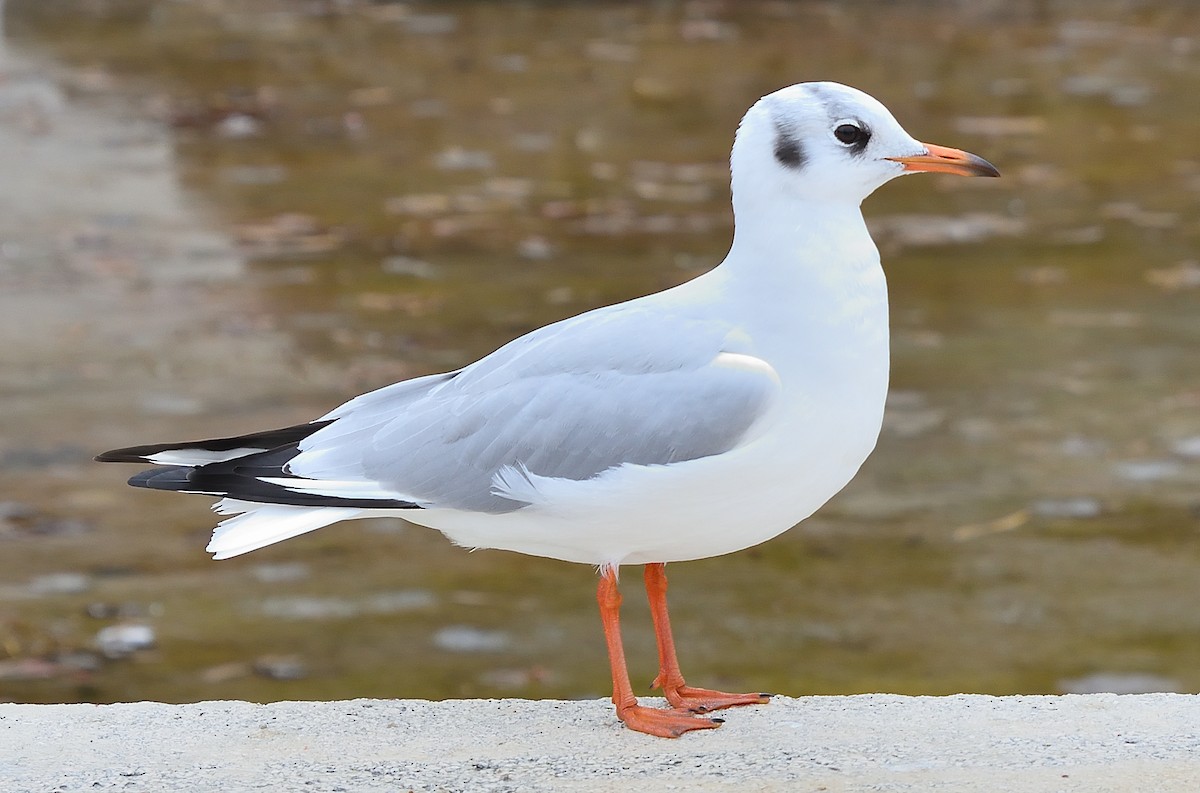 hettemåke - ML645360171