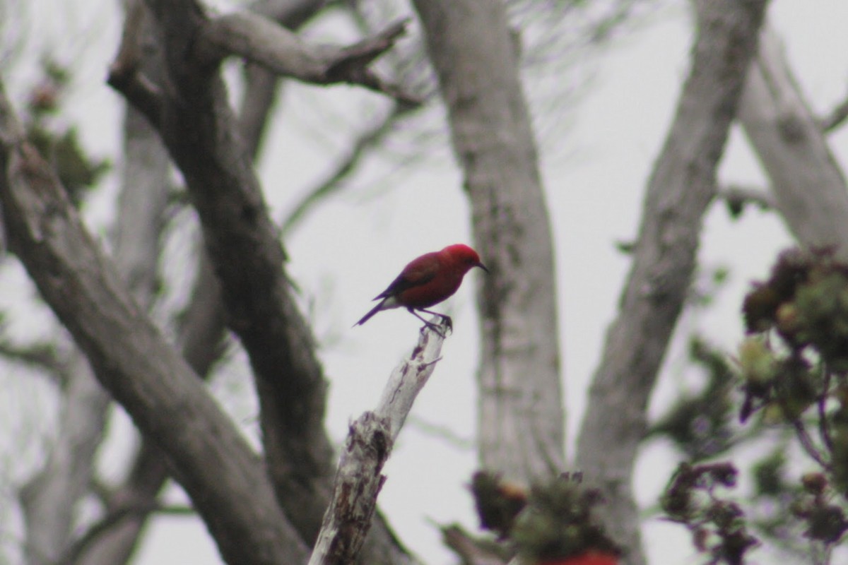 Апапане карміновий - ML645360173