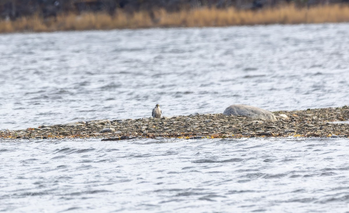 Peregrine Falcon - ML645360174