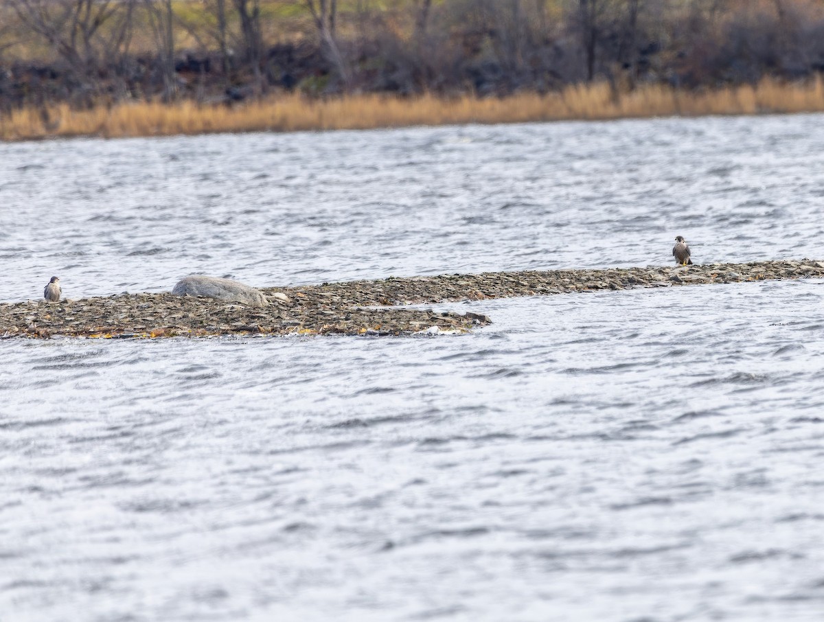 Peregrine Falcon - ML645360175