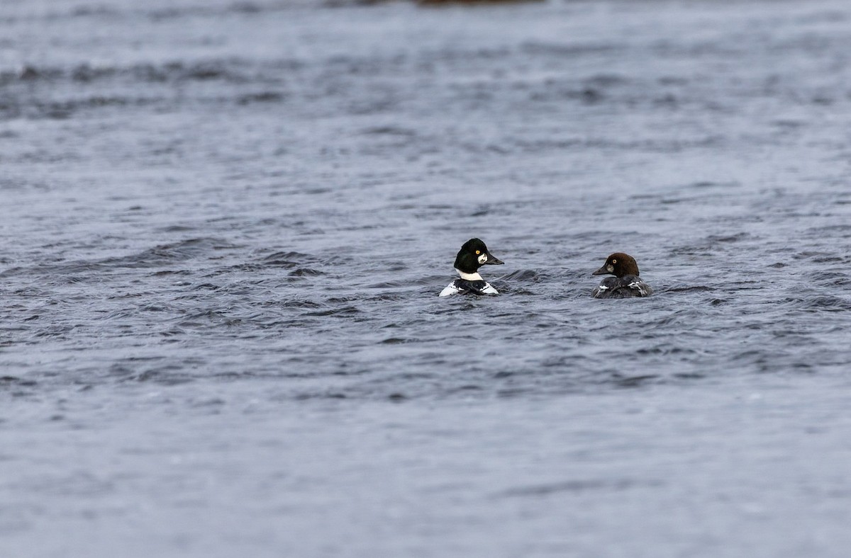 Common Goldeneye - ML645360177