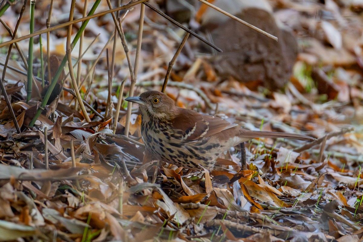 Brown Thrasher - ML645360178