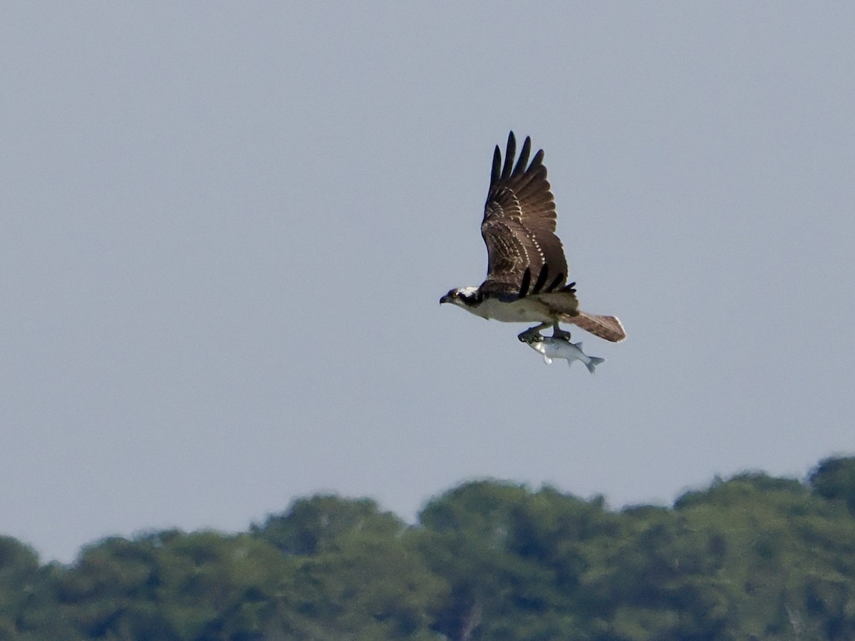 Osprey - ML645360179