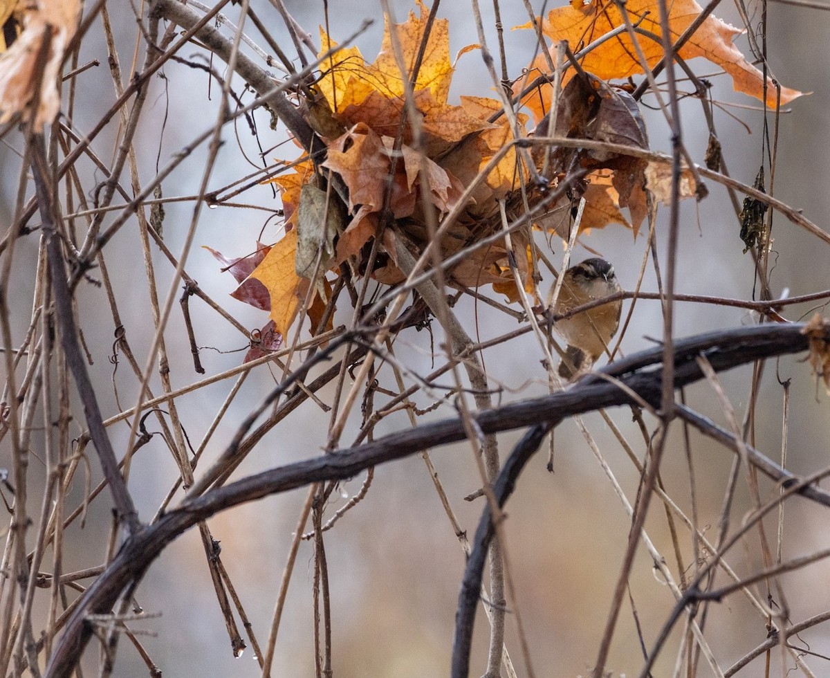 Carolina Wren - ML645360189
