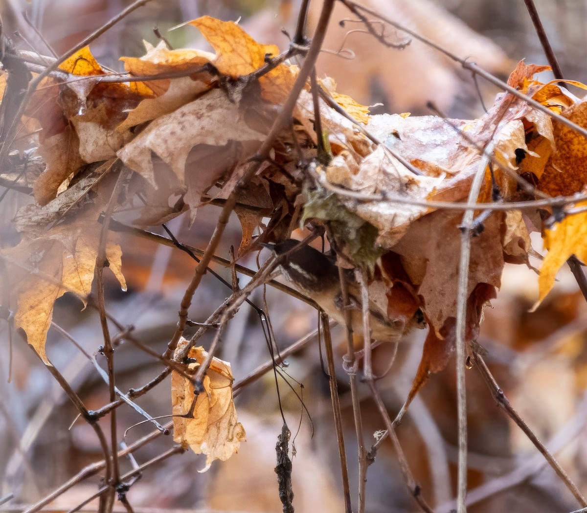 Carolina Wren - ML645360190