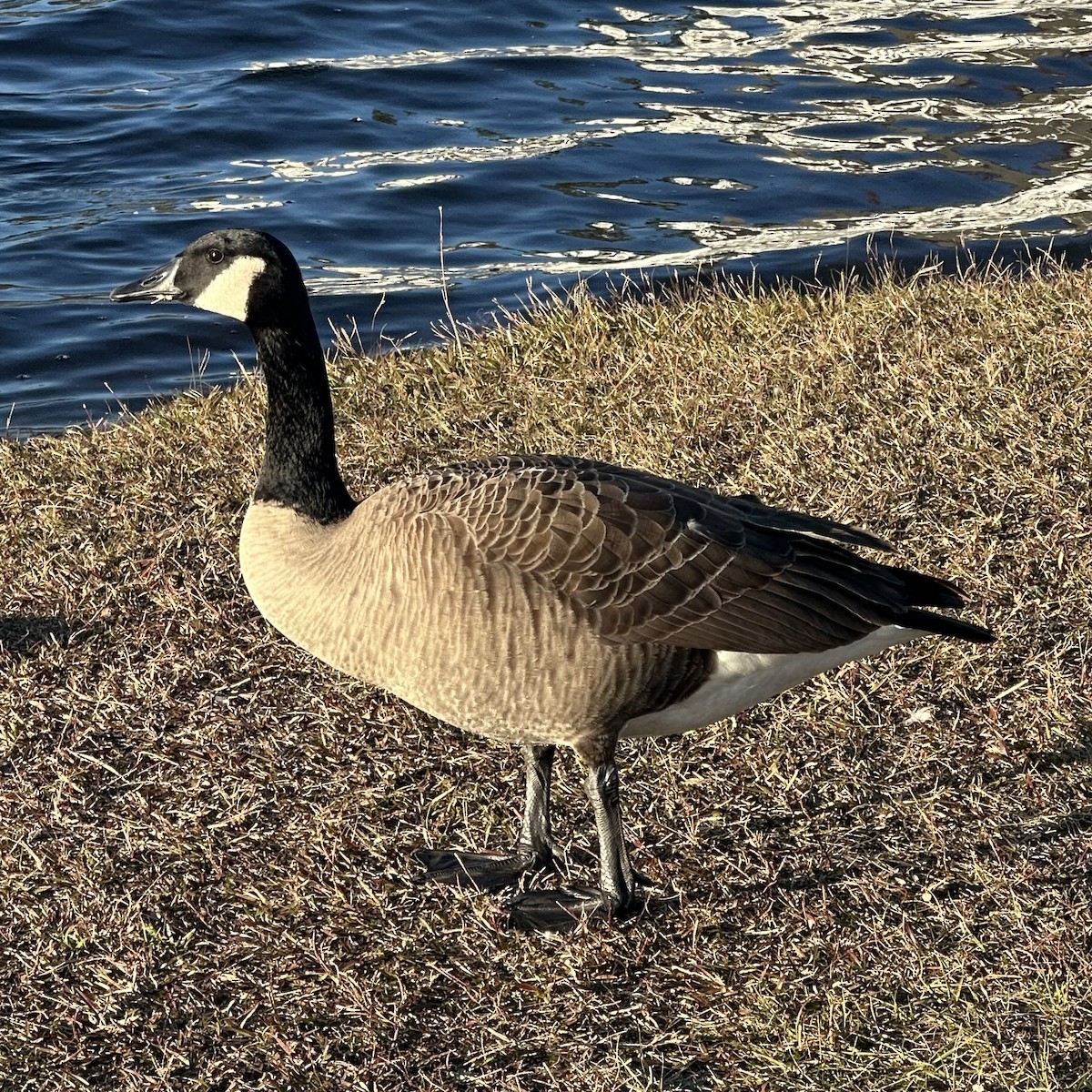 Canada Goose - ML645360191