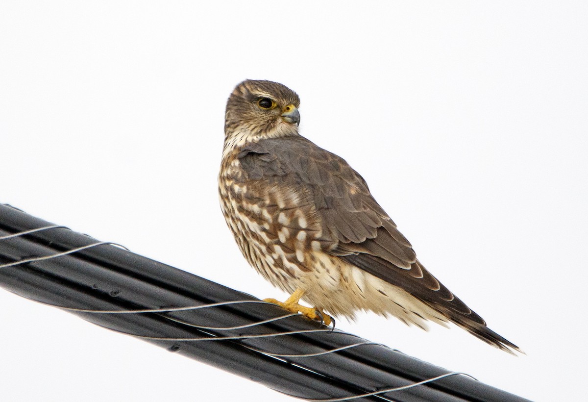 Хайргууна шонхор - ML645360192