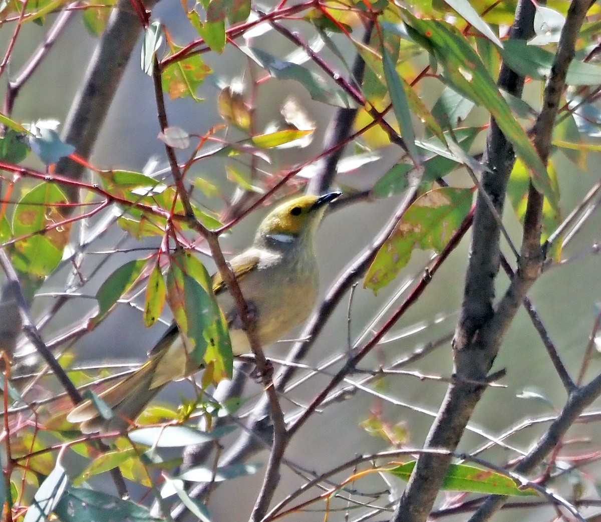 hvitsmykkehonningeter - ML645360197