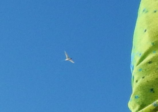 Red-billed Tropicbird - ML645360207