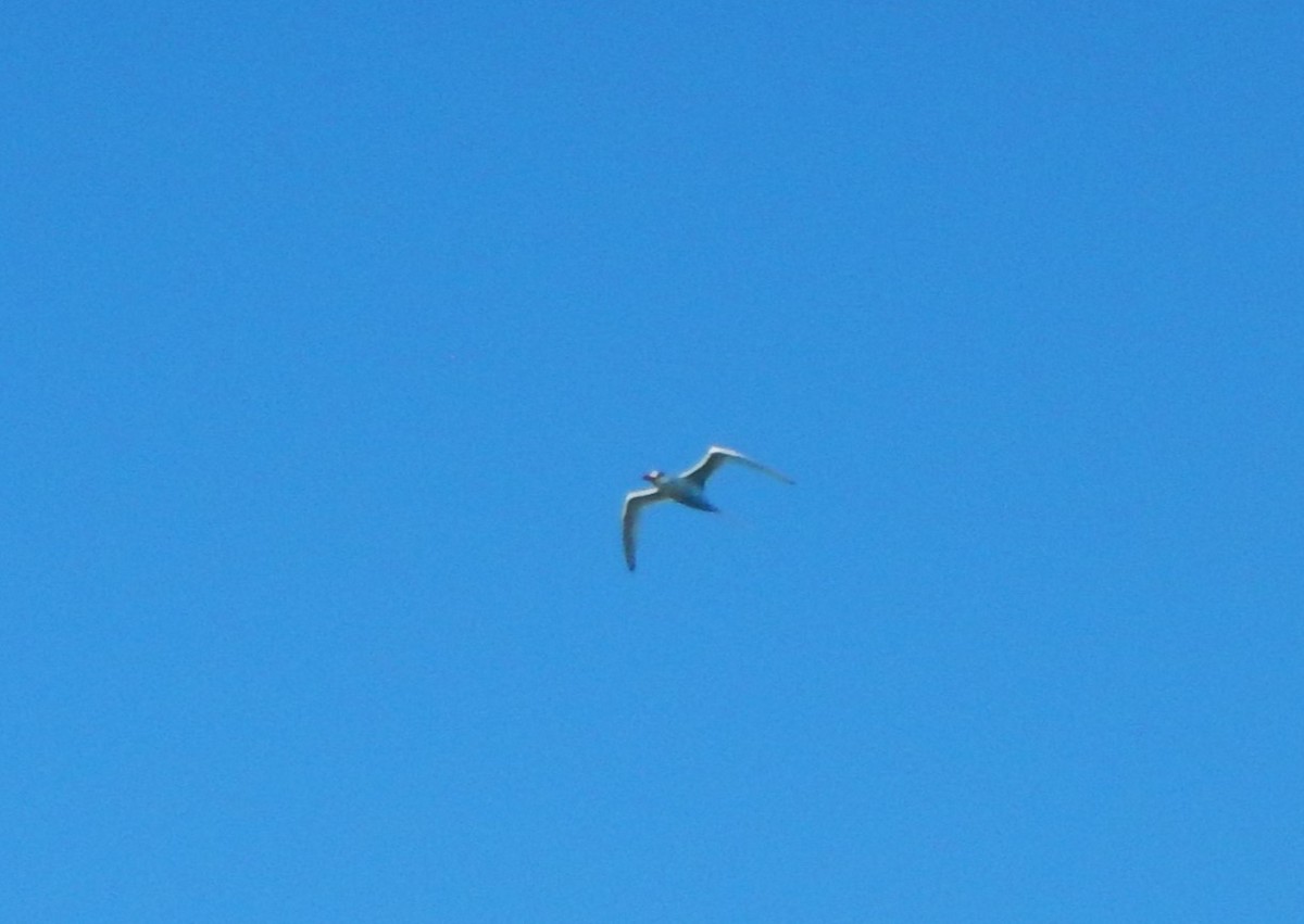 Red-billed Tropicbird - ML645360208