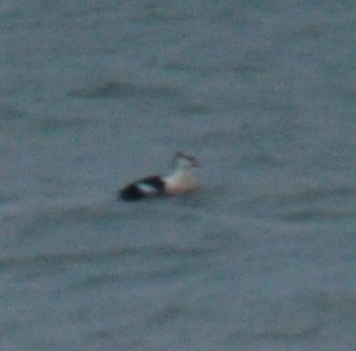 King Eider - ML645360215