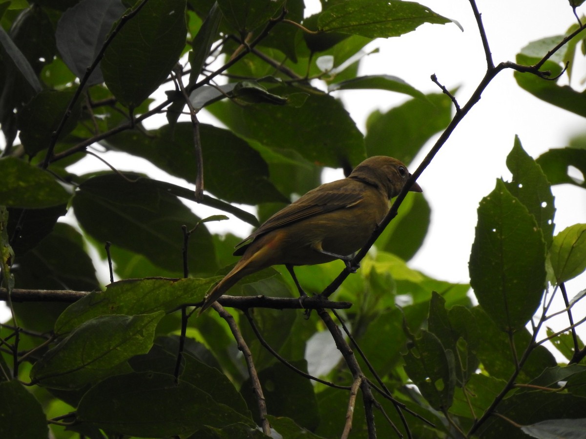 Красноглазый виреон - ML645360221