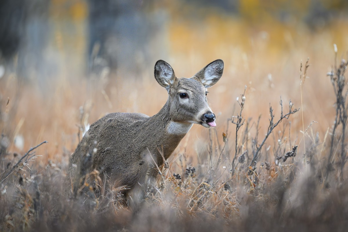White-tailed Deer - ML645360235