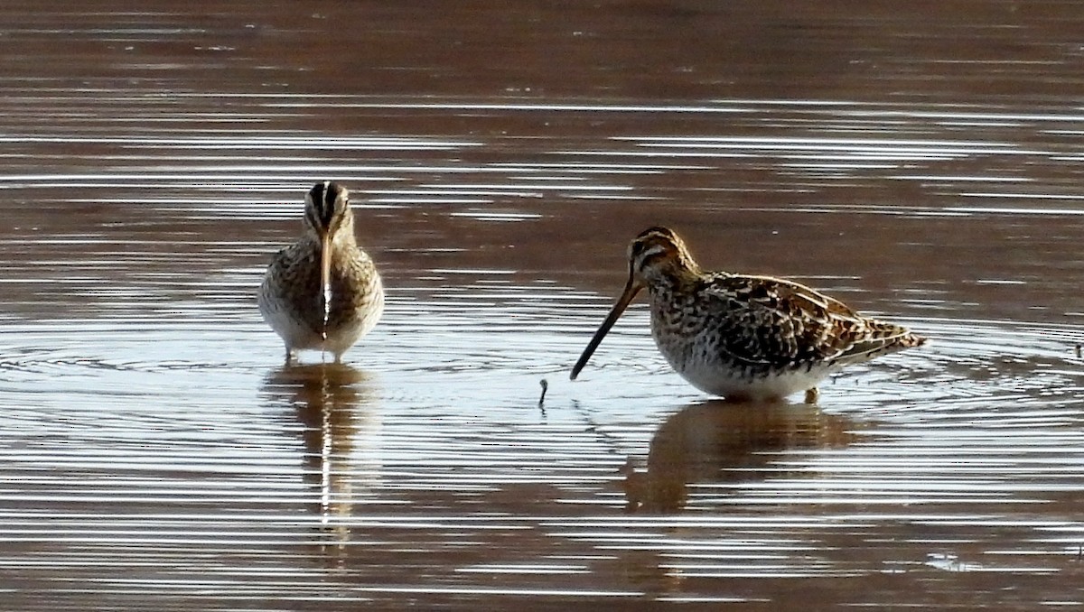 Wilson's Snipe - ML645360238