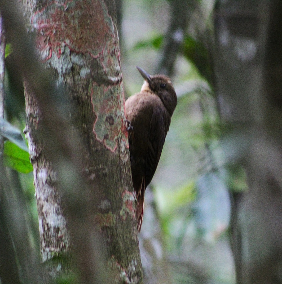 Trepatroncos Turdino (turdina) - ML645360239