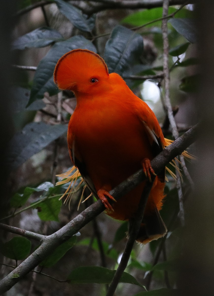 Guianan Cock-of-the-rock - ML645360242