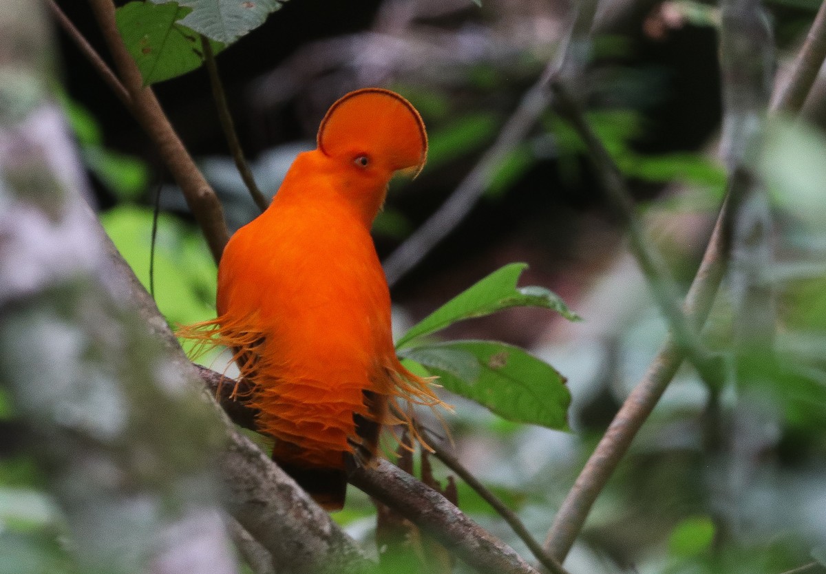 Guianan Cock-of-the-rock - ML645360243