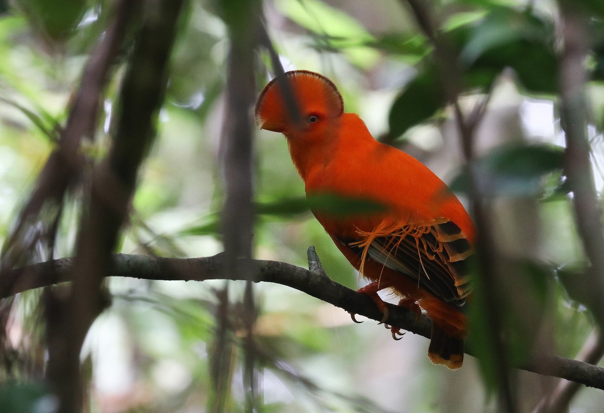 Guianan Cock-of-the-rock - ML645360244
