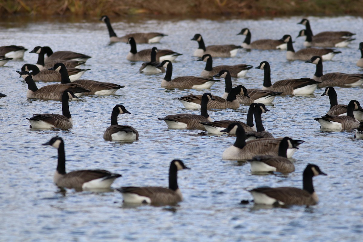 Canada Goose - ML645360246