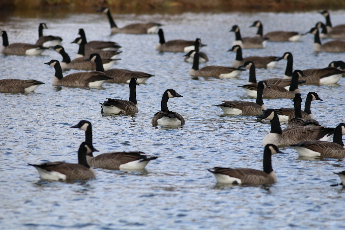 Canada Goose - ML645360247