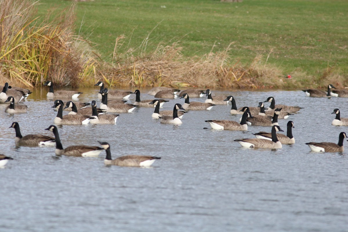 Canada Goose - ML645360248