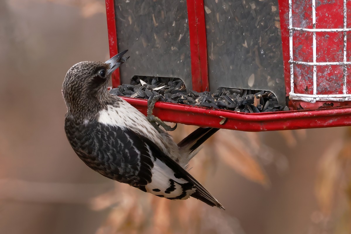 Red-headed Woodpecker - ML645360250
