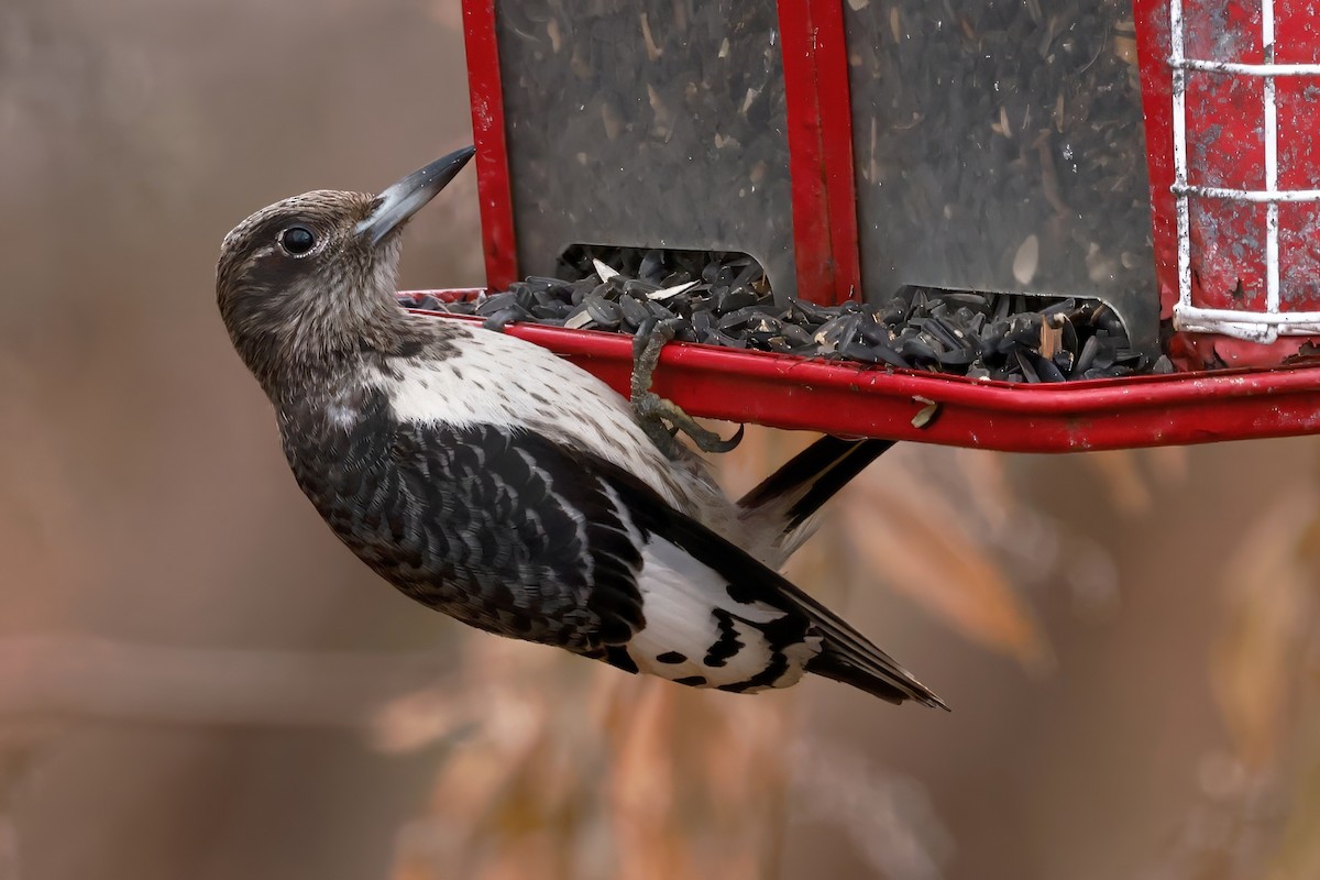 Red-headed Woodpecker - ML645360252