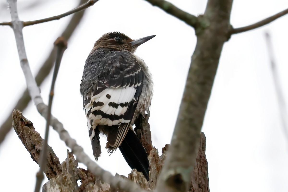 Red-headed Woodpecker - ML645360257
