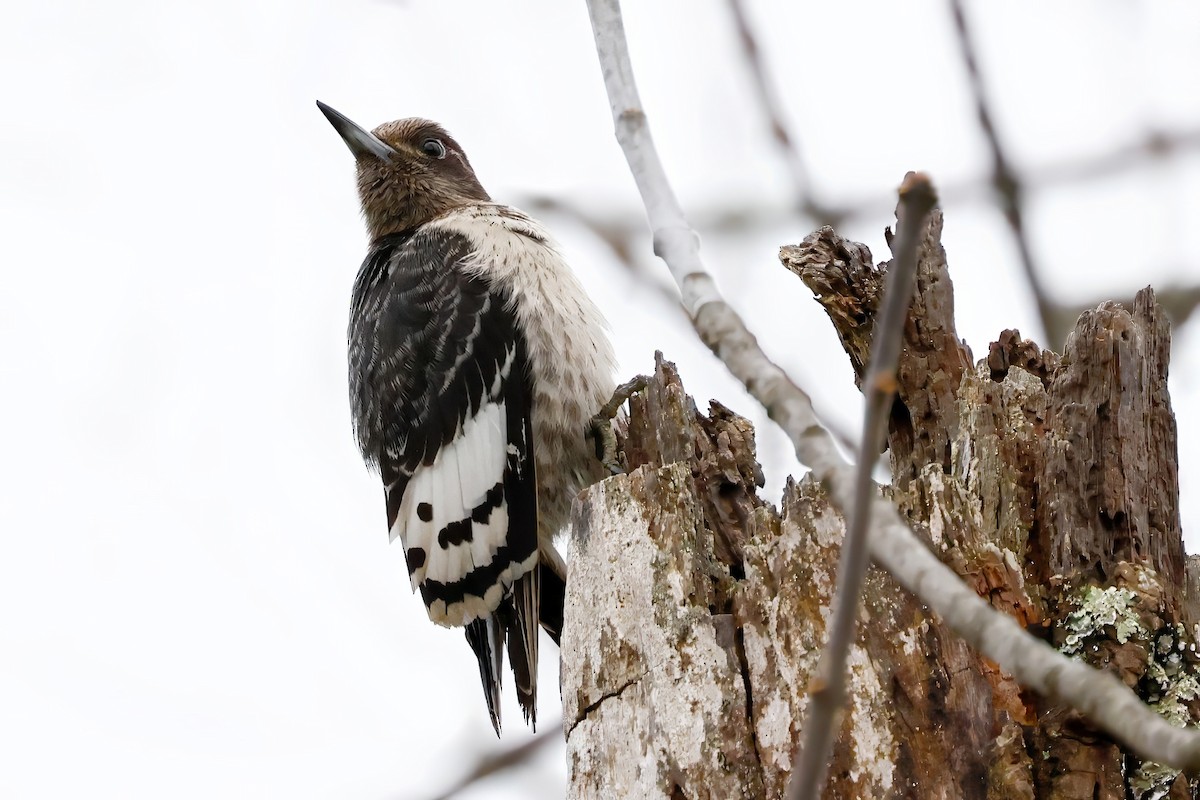 Red-headed Woodpecker - ML645360260