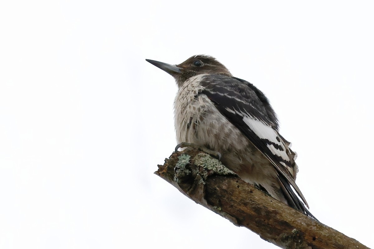 Red-headed Woodpecker - ML645360263