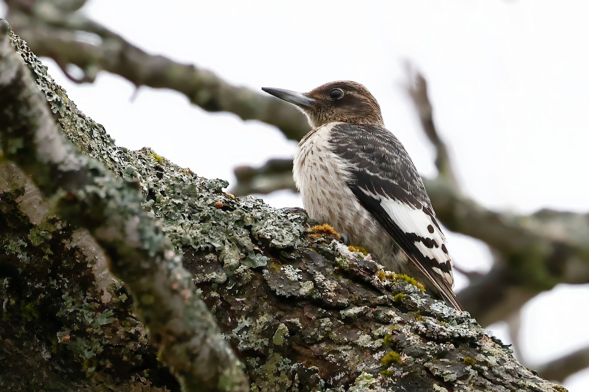 Red-headed Woodpecker - ML645360272