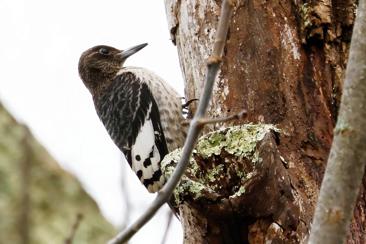 Red-headed Woodpecker - ML645360275