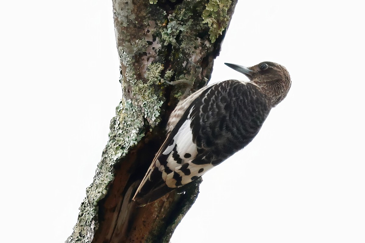 Red-headed Woodpecker - ML645360277