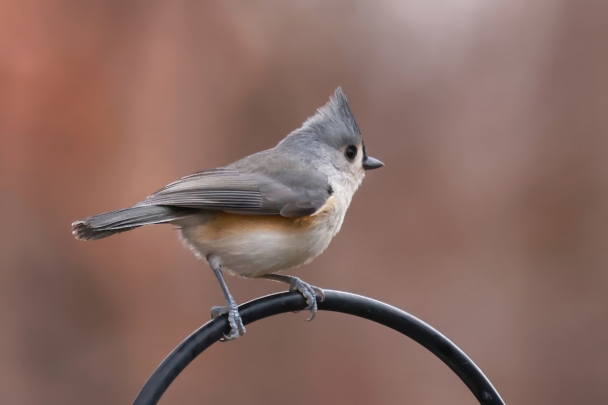 Tufted Titmouse - ML645360280