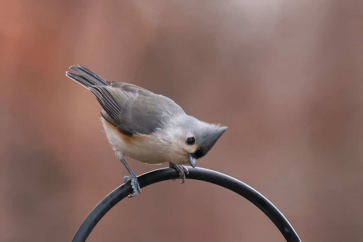 Tufted Titmouse - ML645360283