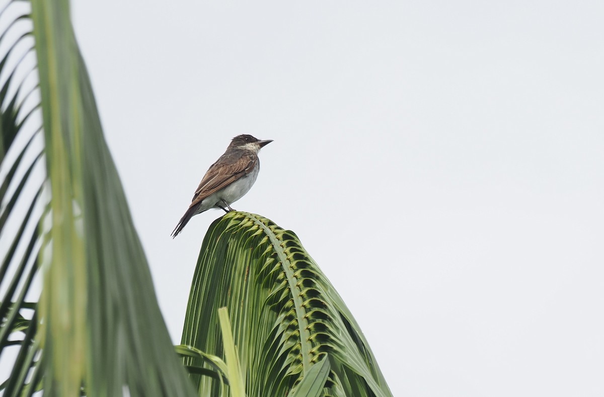 Tyran tritri - ML645360285