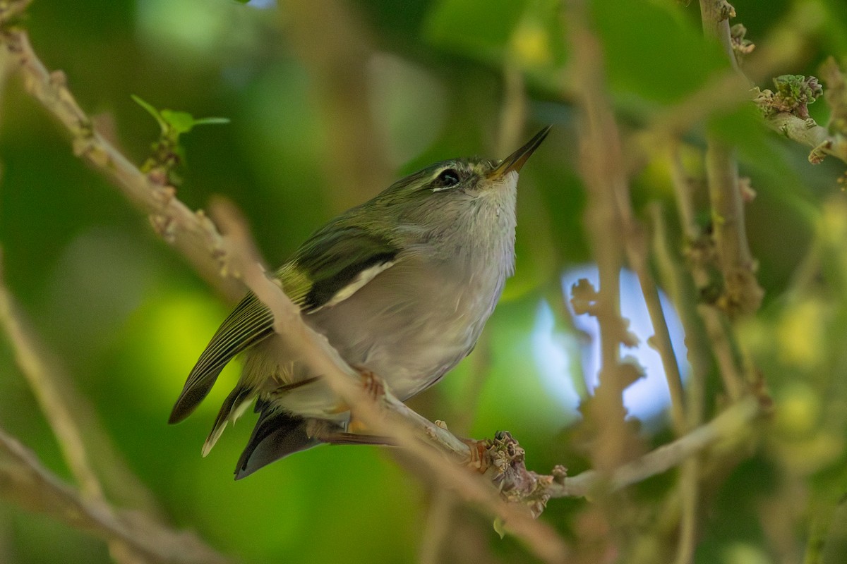 Rifleman - ML645360290