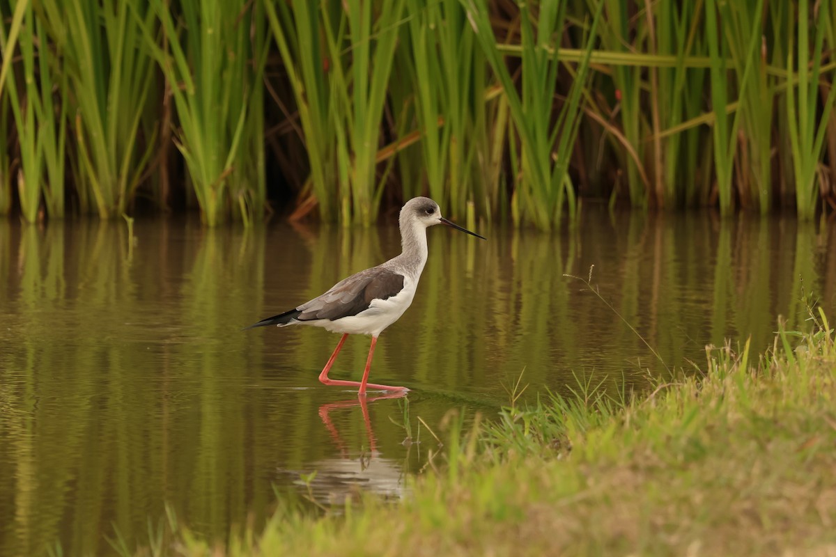 Black-winged Stilt - ML645360299