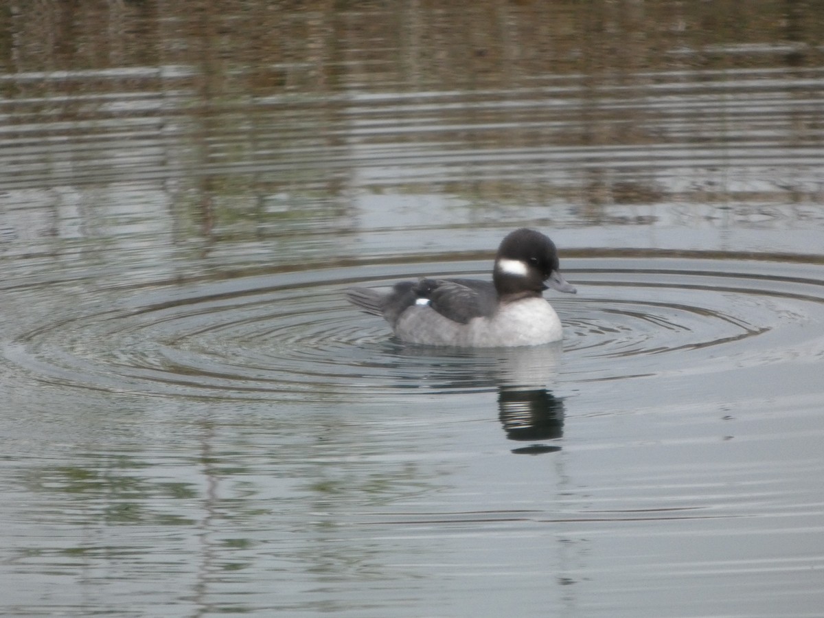 Bufflehead - ML645360304