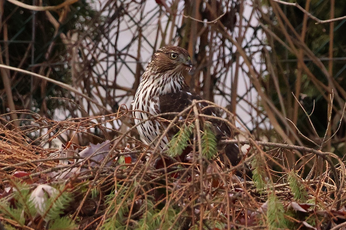 Cooper's Hawk - ML645360305