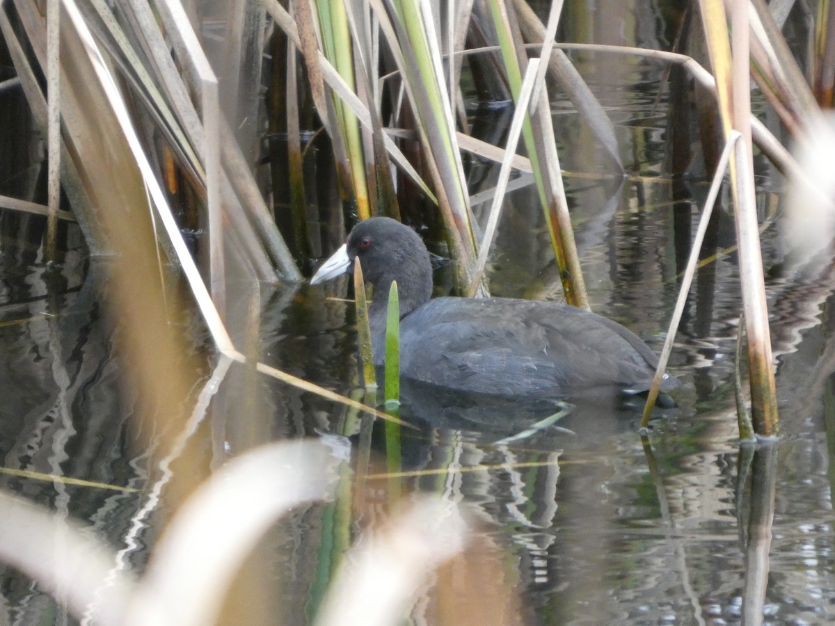 American Coot - ML645360315