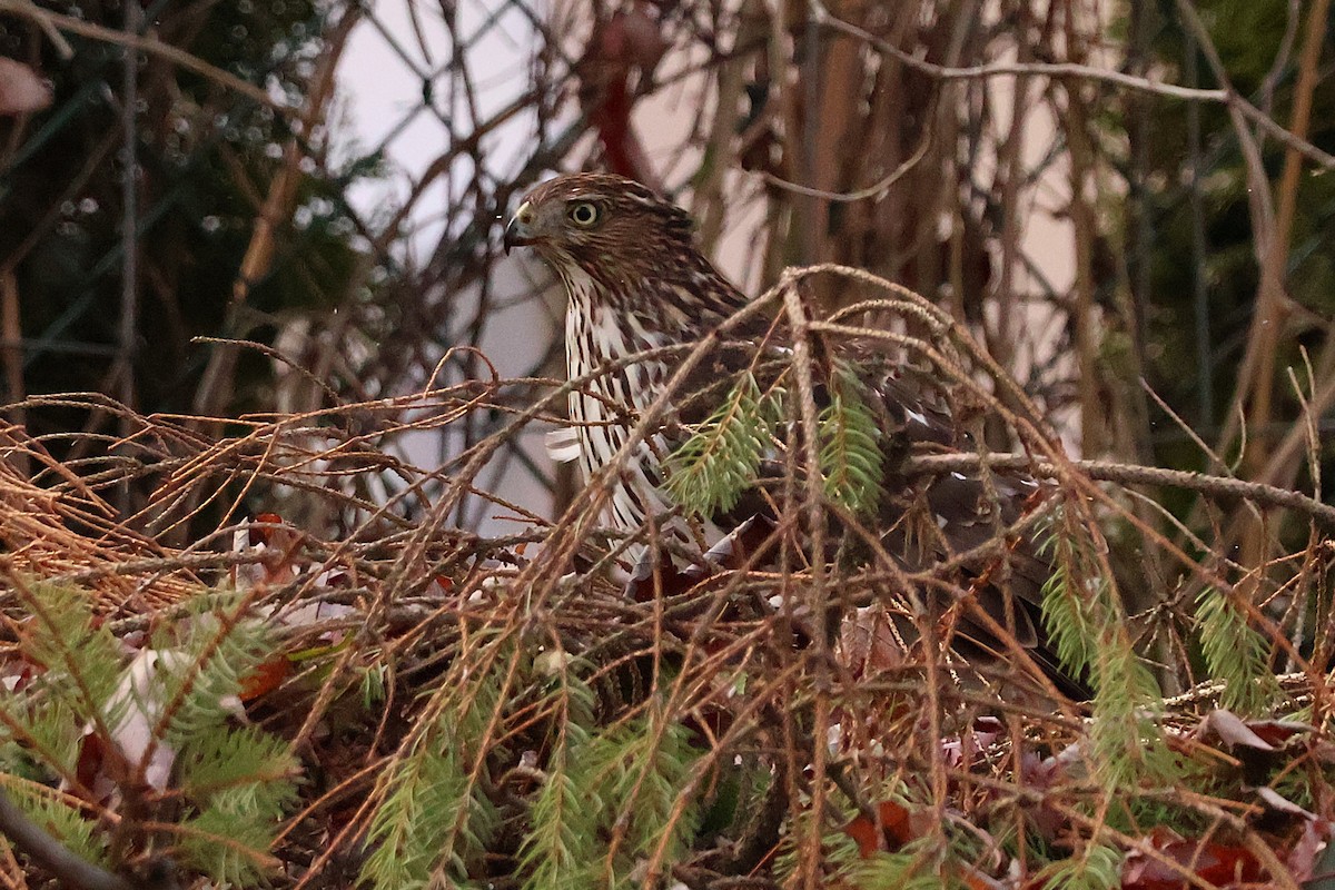 Cooper's Hawk - ML645360317