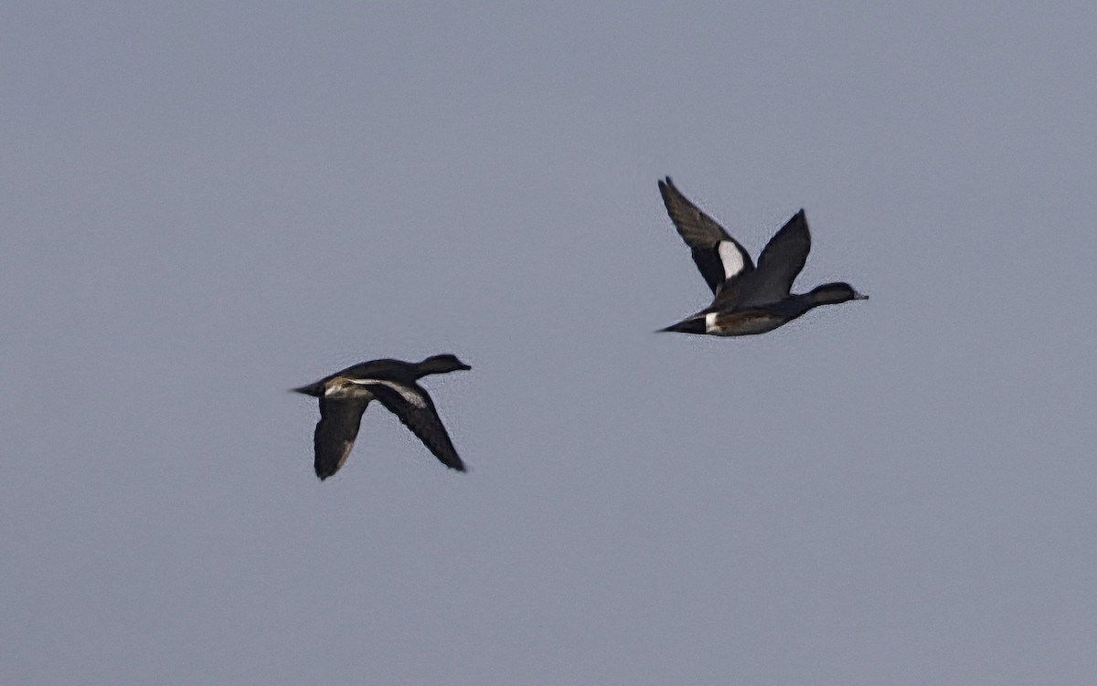 Fischione americano - ML645360318