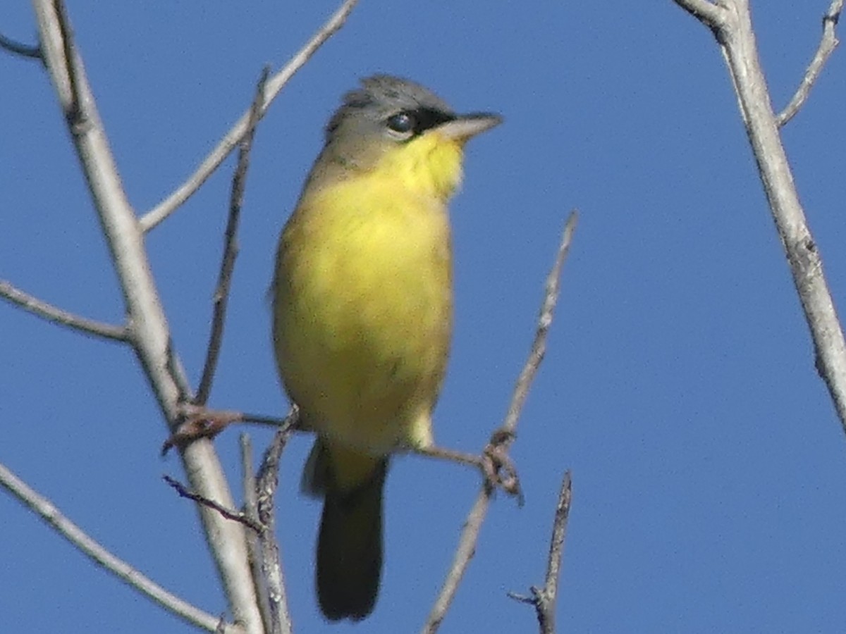 Gray-crowned Yellowthroat - ML645360329
