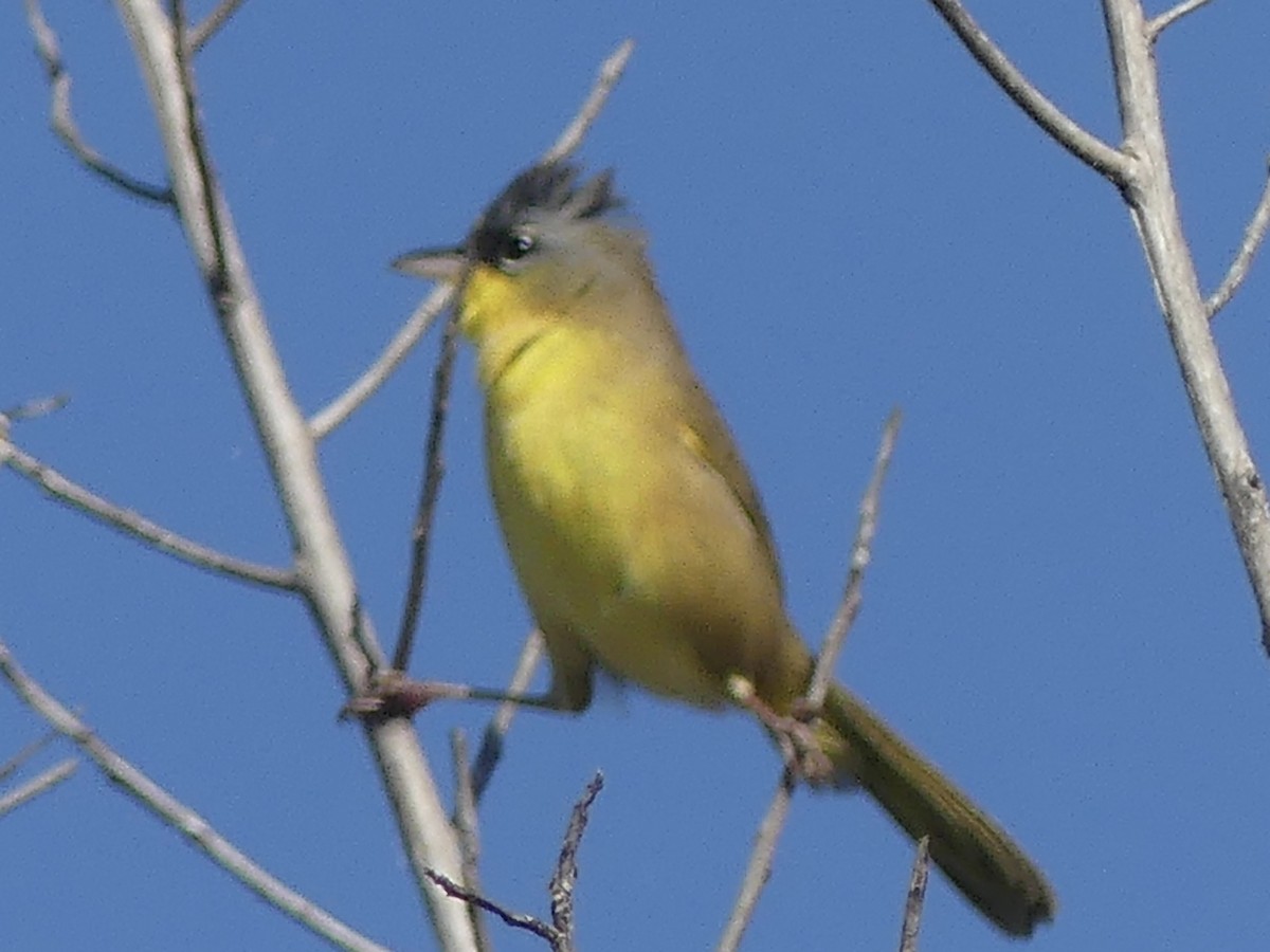 Gray-crowned Yellowthroat - ML645360330