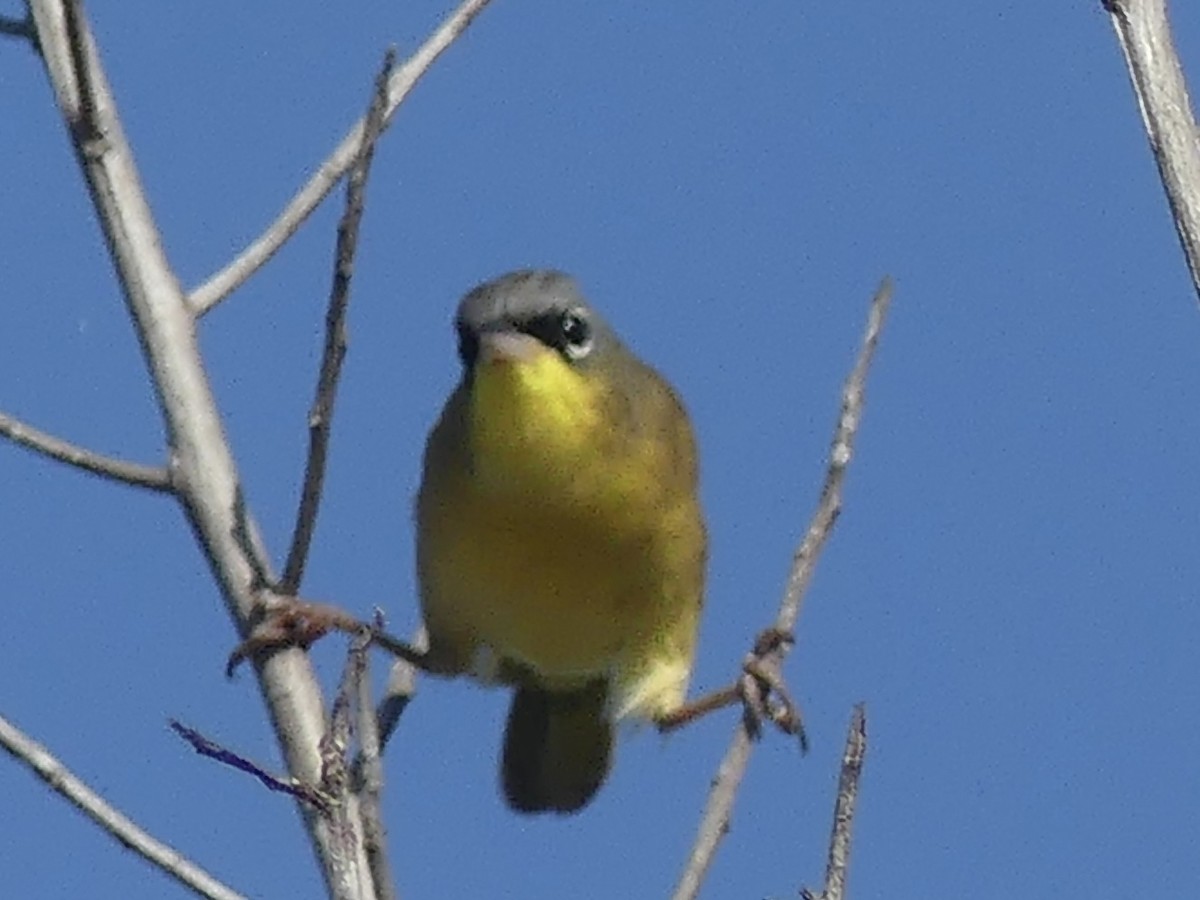 Gray-crowned Yellowthroat - ML645360331